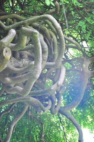 versailles,petit trianon,potager du roy